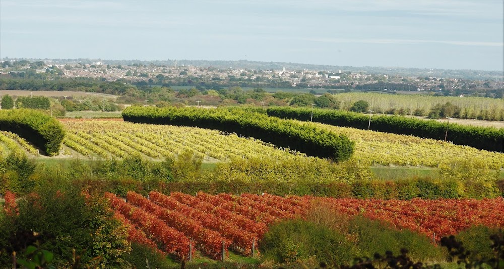 New Hall Vineyards